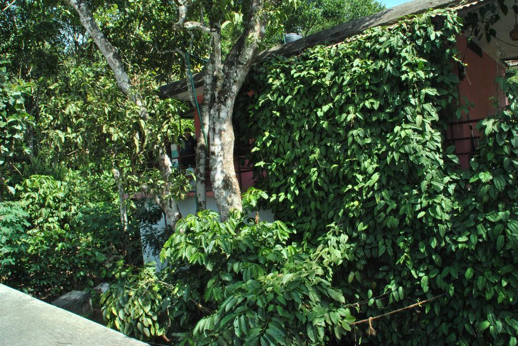 Jungleparadiso Homestay Теккади Экстерьер фото
