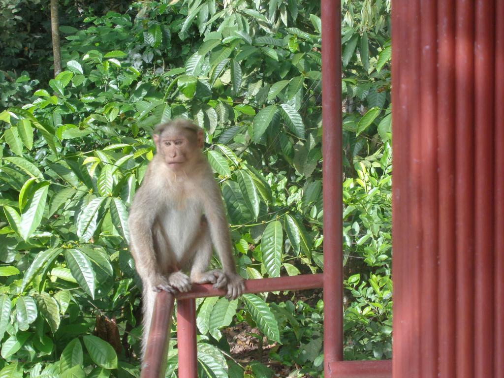 Jungleparadiso Homestay Теккади Экстерьер фото